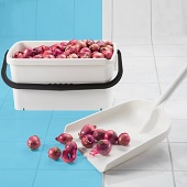 INTERSHOP-BHU030308