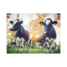 Placemat 30x40cm papier 60g Koeien Herfst King Artikel foto