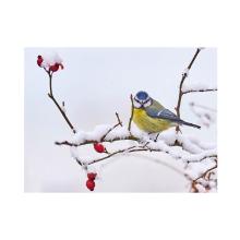 Placemat papier 30x40cm 60g vogeltje winter King Artikel foto