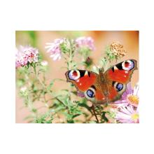 Placemat zomer vlinder papier 30x40cm 60g King Artikel foto