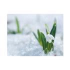 Placemat papier 30x40cm 60g sneeuwklokje winter King Artikel foto