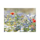 Placemat zomer veldbloem papier 30x40cm 60g King Artikel foto